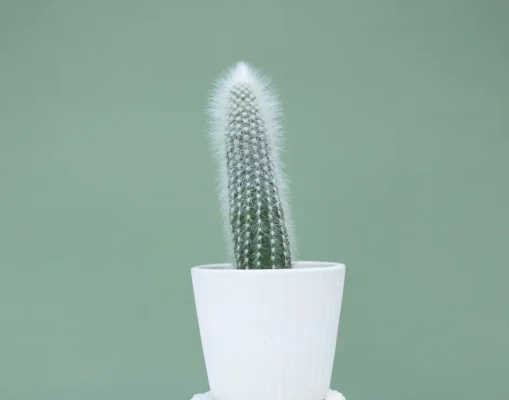 houseplants-supplies-shop_p_6